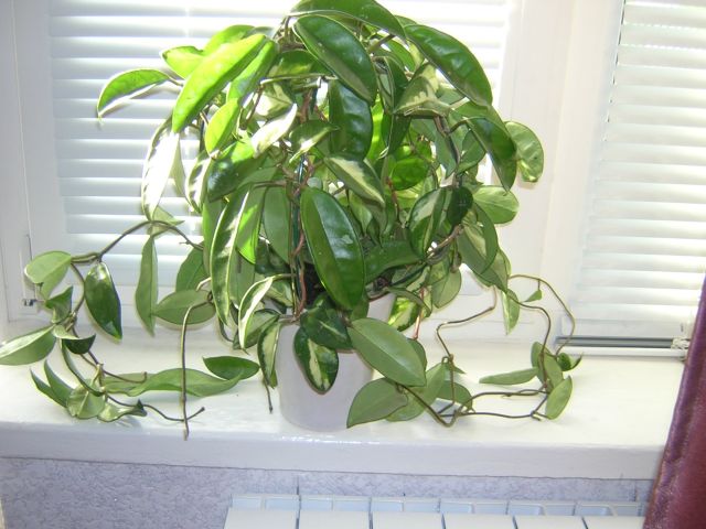 А це лихо гарне так