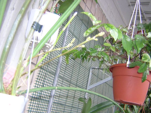 Только но быстренько сделала фото