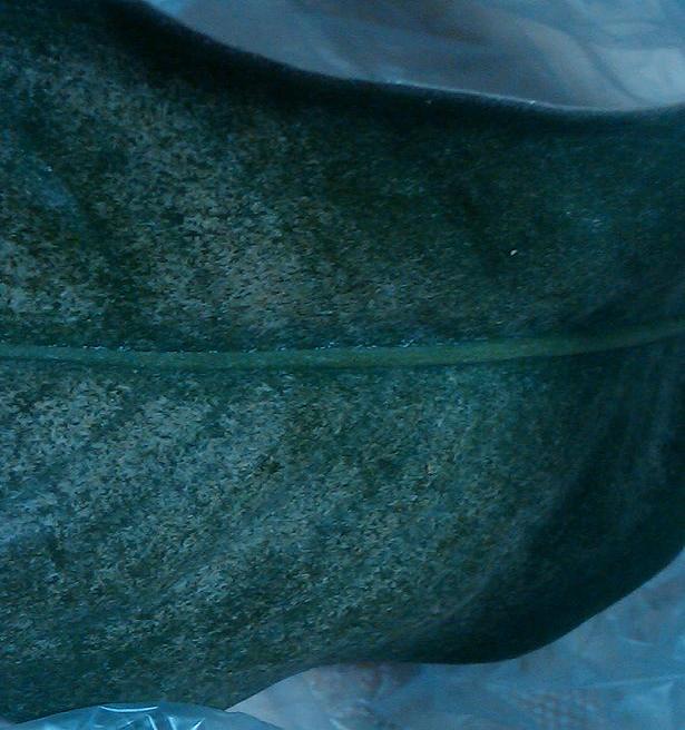 лист антуриума (снизу)