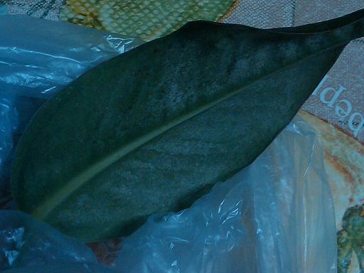 антуриум врхняя пластина