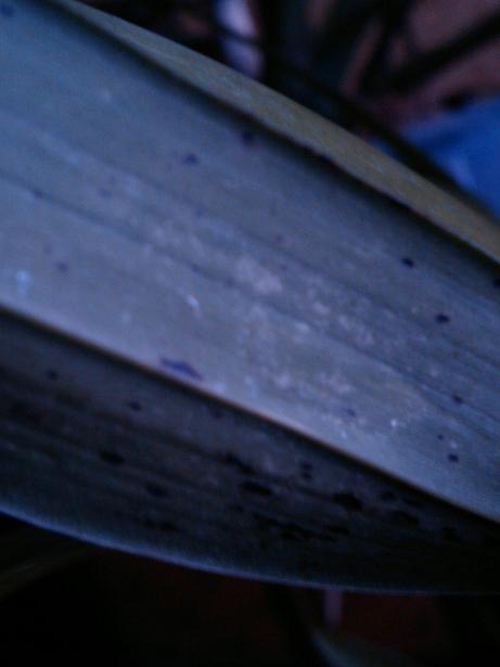 верхняя сторона листа другого цимба ...<br />темные точки были при покупке.. объяснили обрызгиванием растения перед морозами... новые росты бех черных пятен... (пока...)