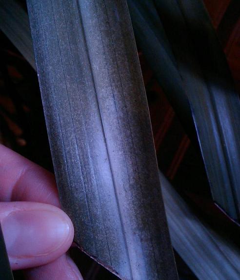 верхняя сторона листа