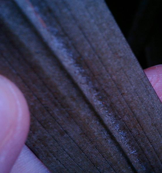 нижняя сторона листа цимба, вблизи