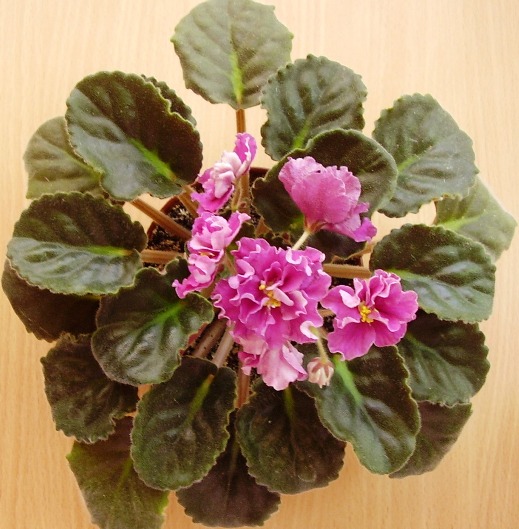 Только начинает зацветать