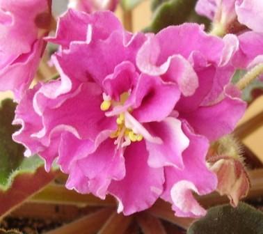 А вот ее цветочек