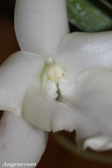 Angraecum.jpg