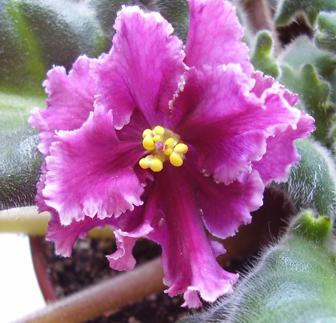 Первый полураскрытый цветочек