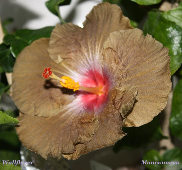 Wallflover 031209.jpg