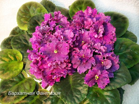 Бархатная Фантазия bol.JPG