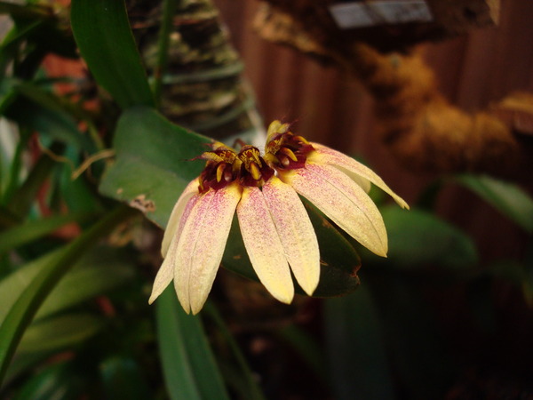 Вот такой зонтик открылся