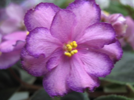 Skeeter   (J.Cochran)