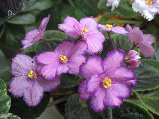 Skeeter  (J.Cochran)