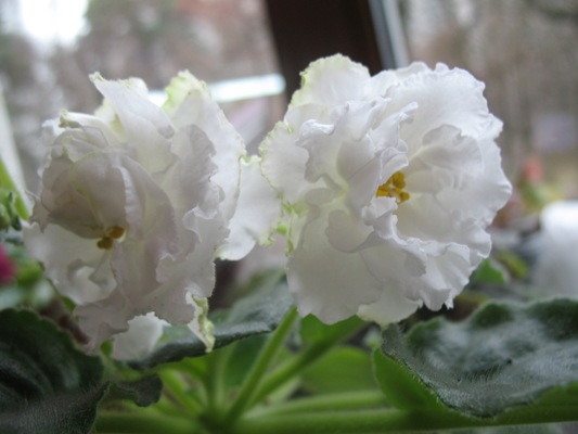 ЕК-Белая Королева ( Коршунова)