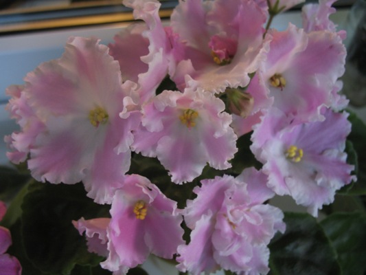 ЛиК-Танец Фламинго ( Лазаренко)