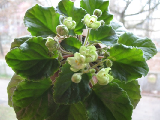 Emerald Love  (E.Kollb)