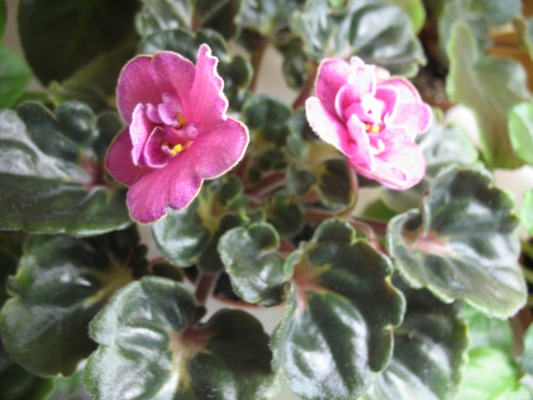 Ma's Melody Girl   (Robinson)