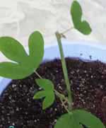 Первоначальный вид