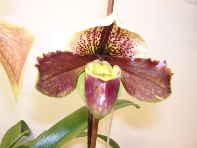 Реальный цвет более темный.