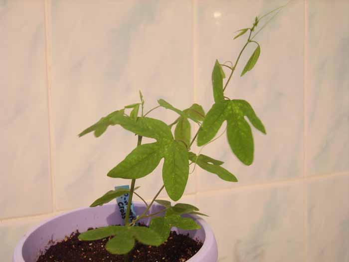 Подросла за 1,5 месяца!