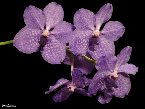 DSC07662 600 пик..JPG