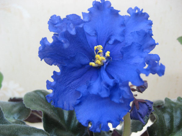 Lyon's Spectacular Blue.JPG