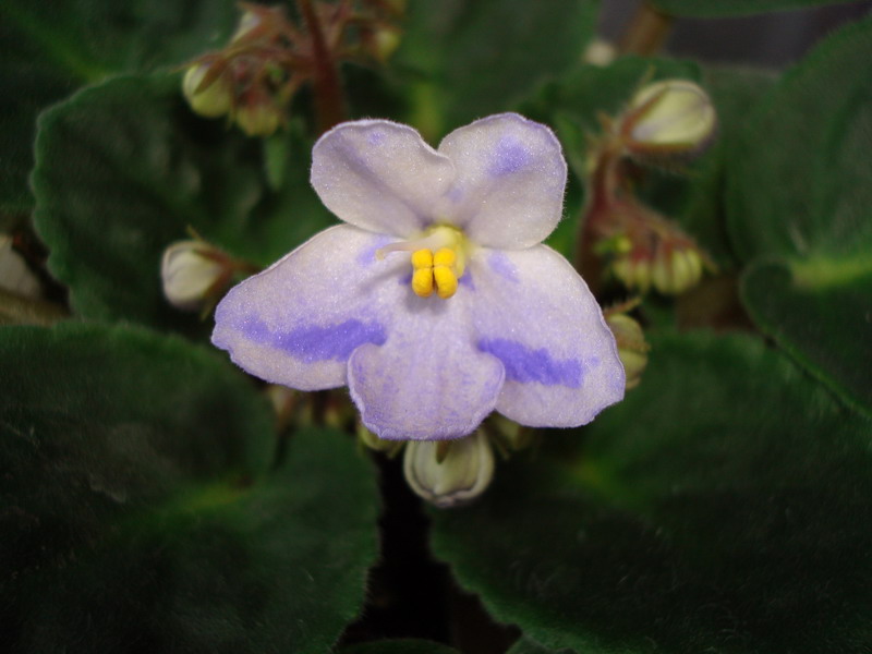 Мой мутантик!!! Откуда тут полосочки????? Не пойму!