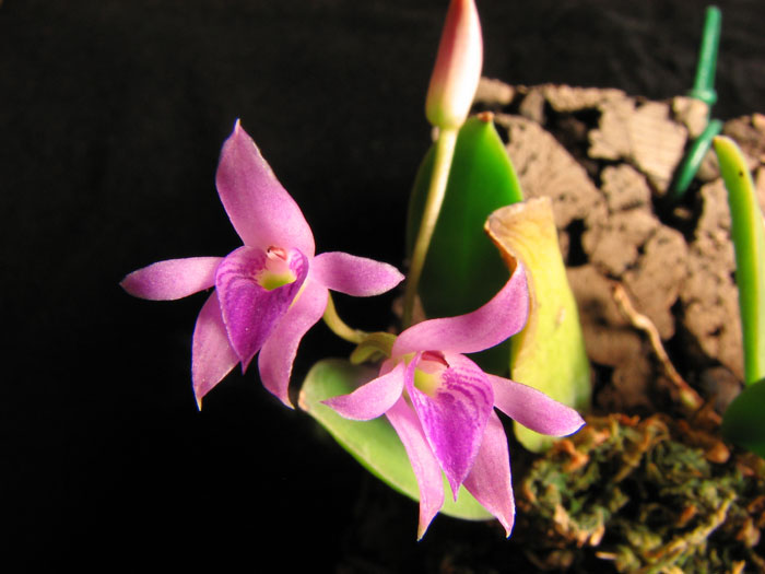 Meiracyllium trinasutum1.jpg