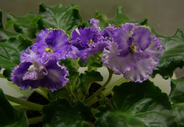 Favorite Child sport.jpg