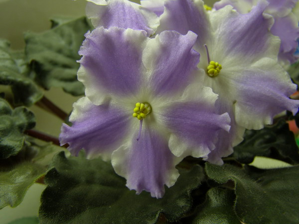 Lyon's Lavander Magic.jpg