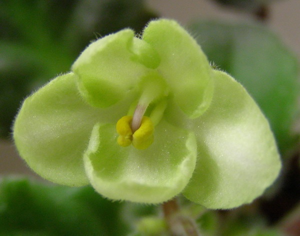 Emerald Love dark1.jpg