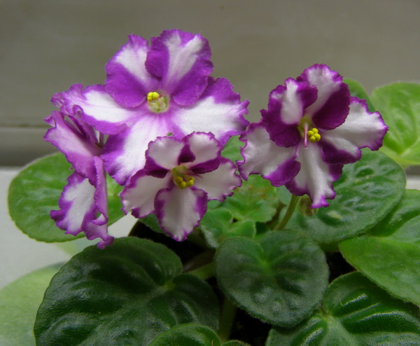 Волшебный Снег.jpg