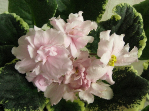 РС-ГОЛУБУШКА