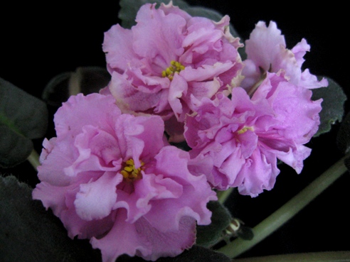 ЕК-РОЗОВАЯ ГВОЗДИКА