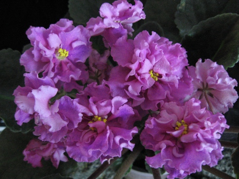 ЕК-БОГИНЯ КРАСОТЫ