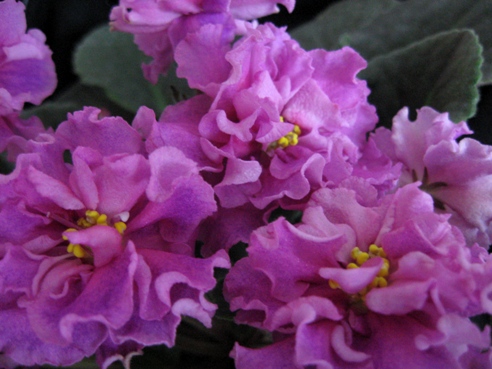 ЕК-БОГИНЯ КРАСОТЫ