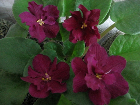 ЕК-БОЙ БЫКОВ