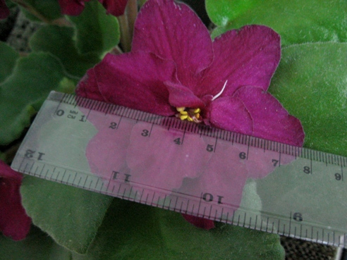 ЕК-БОЙ БЫКОВ