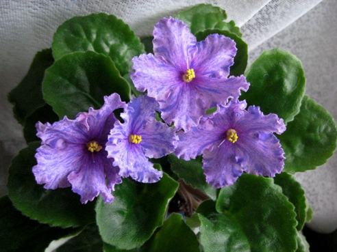 ЕК-ПРАЗДНИЧНЫЙ САЛЮТ