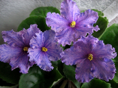 ЕК-ПРАЗДНИЧНЫЙ САЛЮТ