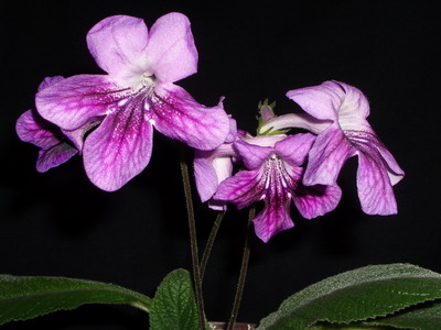 streps - noname01 - 2006 07 21.jpg