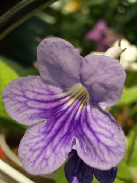 streps Bethan 2006 07 22.jpg