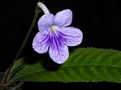 streps Bethan 2006 07 20.jpg