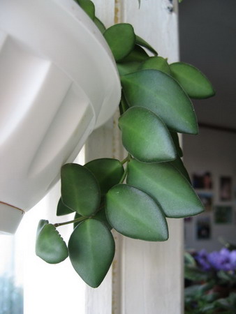 фото сделано летом