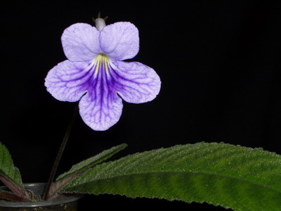 streps Bethan 2006 07 21.jpg