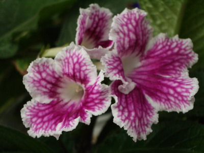 streps Bristol’s Petticoats 2006 07 20.jpg