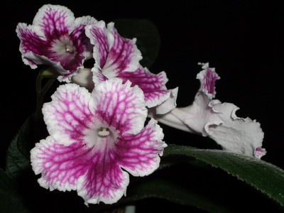 streps Bristol’s Petticoats 2006 07 21.jpg