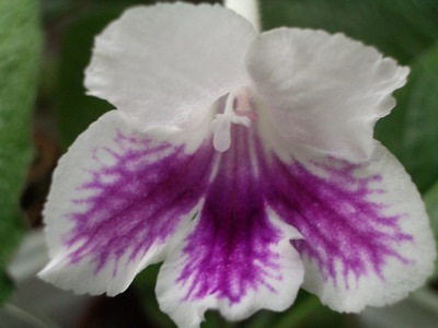 streps Bristol’s Tie Died 2006 07 21.jpg