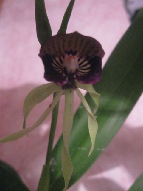 Encyclia cochleata.jpg