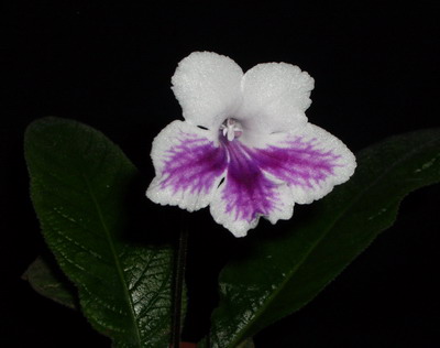 streps Bristol’s Tie Died 2006 07 22.jpg