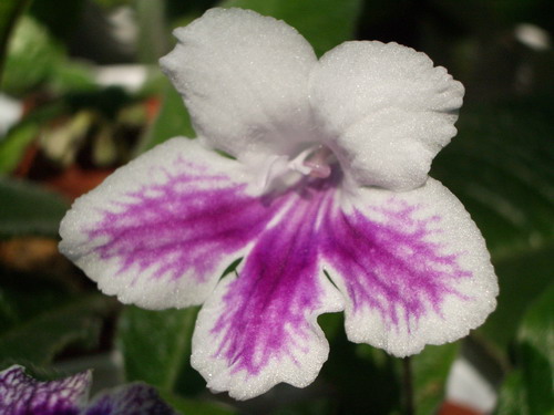 streps Bristol’s Tie Died 2006 07 24.jpg